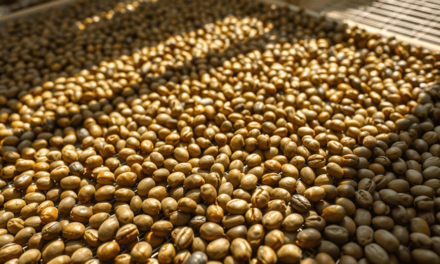 Giling Basah 解構：為何你喝的蘇門答臘，90%都誤解了這項「濕剝」工藝？